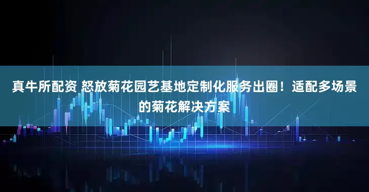 真牛所配资 怒放菊花园艺基地定制化服务出圈！适配多场景的菊花解决方案